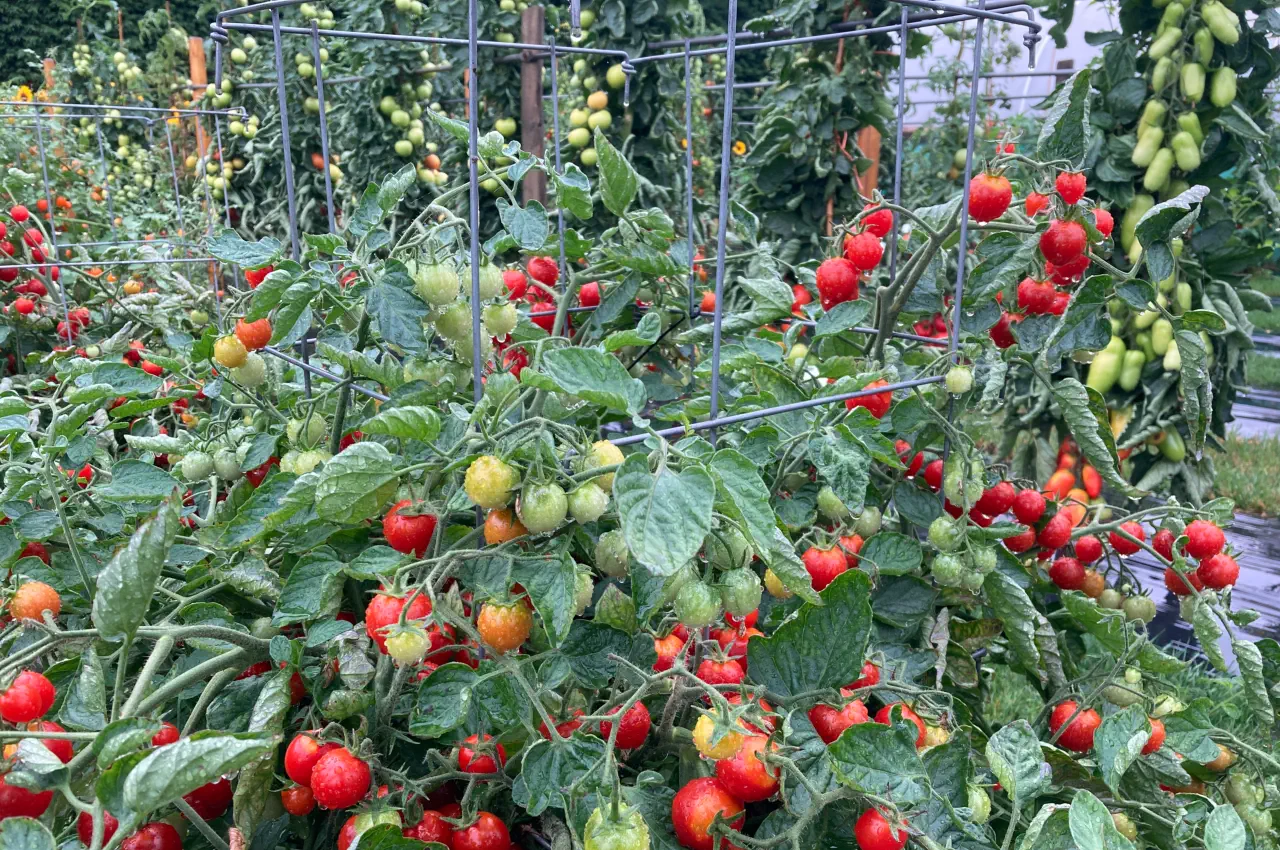 What are the Best Tomatoes to Grow Outdoors in the UK?